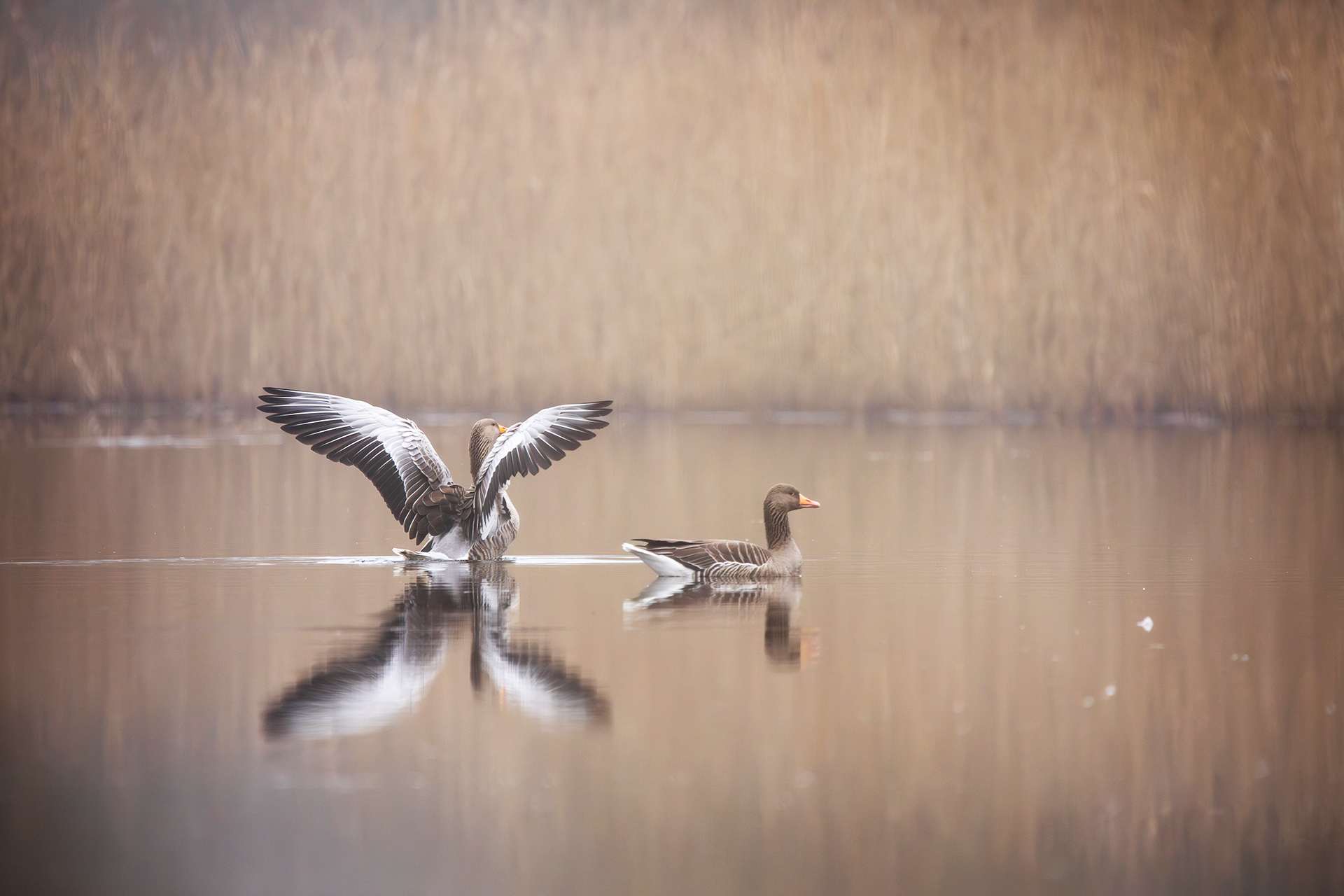 2B8A0402-Enhanced-NR