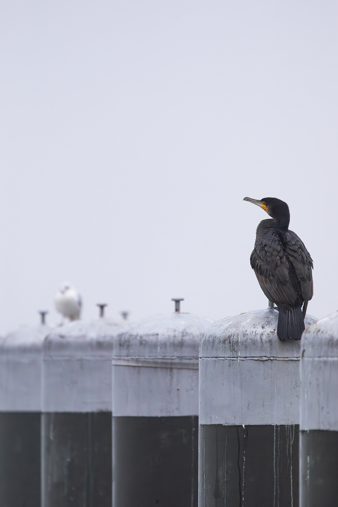 2B8A8085-Enhanced-NR copy