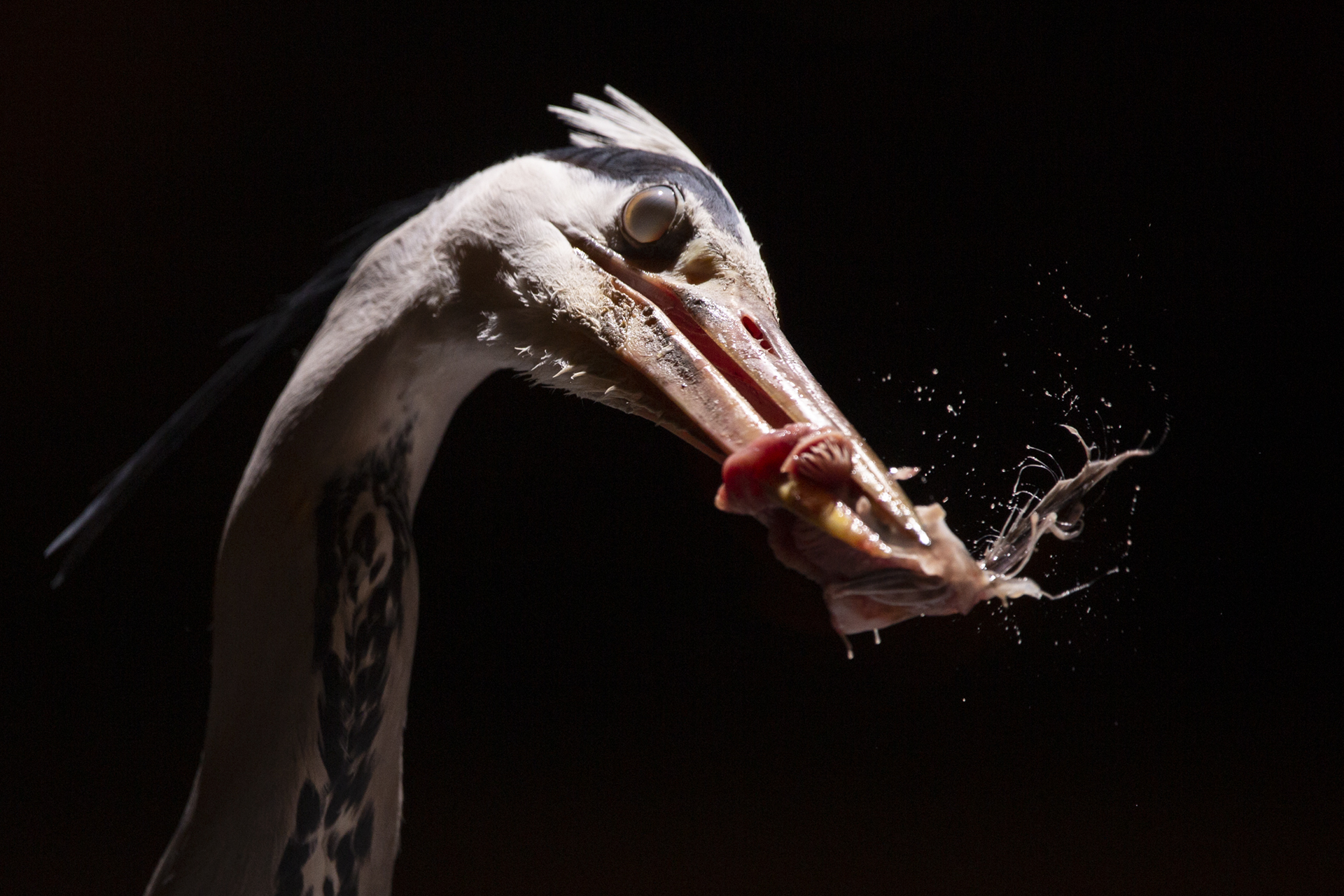 2019_GroeneCamera_Inzending_06