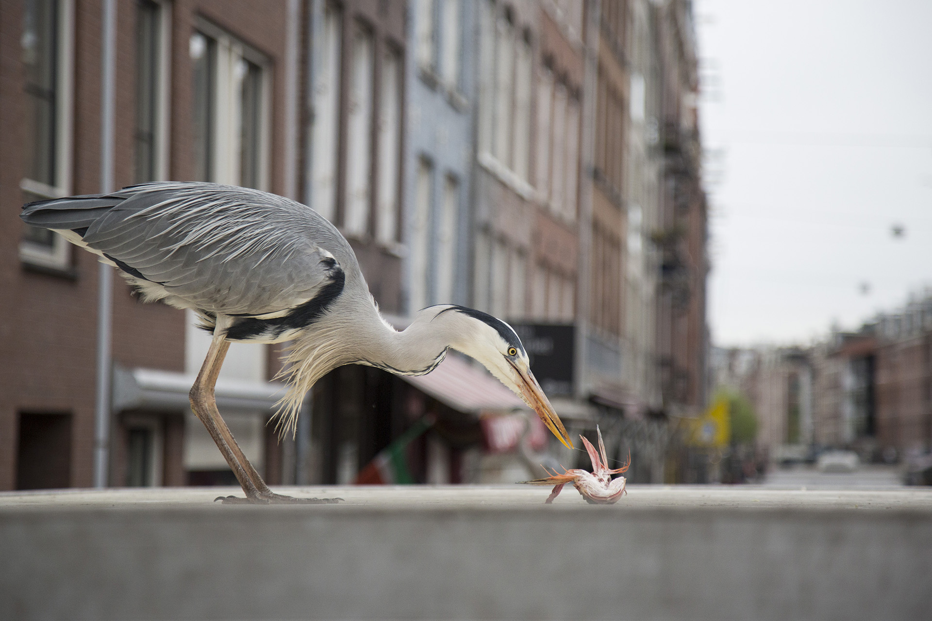 2019_GroeneCamera_Inzending_PF08