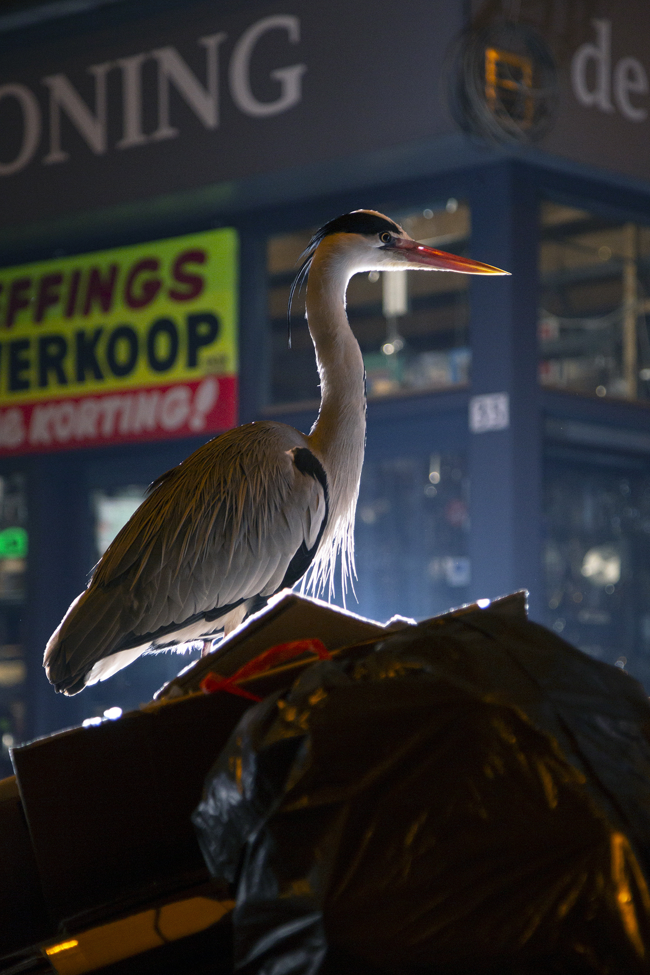 2019_GroeneCamera_Inzending_PF09