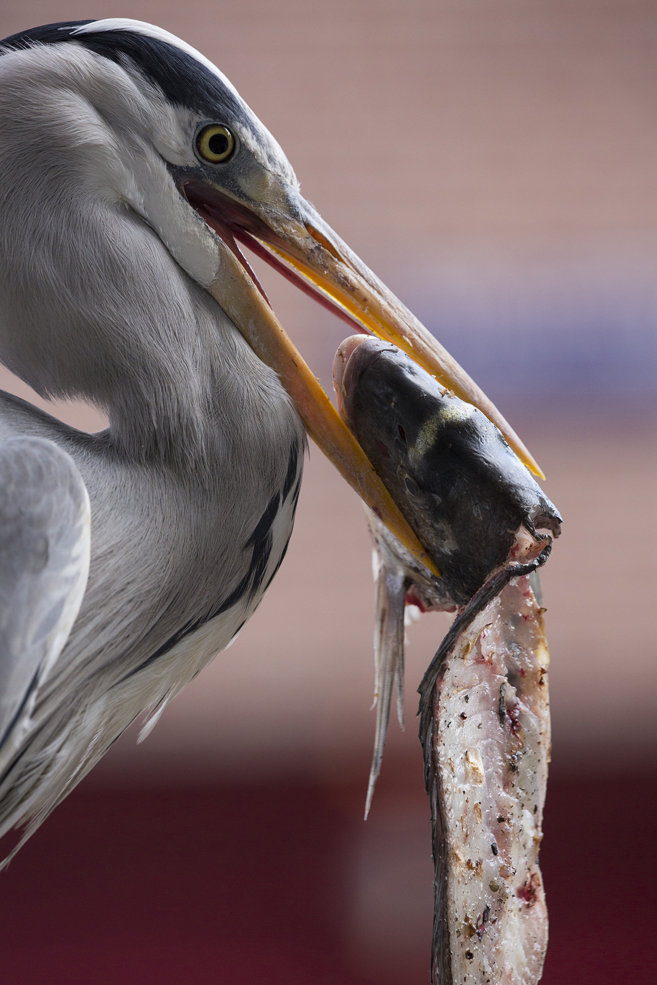 2019_GroeneCamera_Inzending_PF14