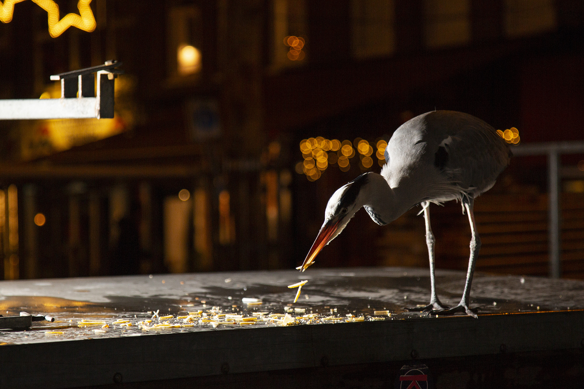 2019_GroeneCamera_Inzending_PF15