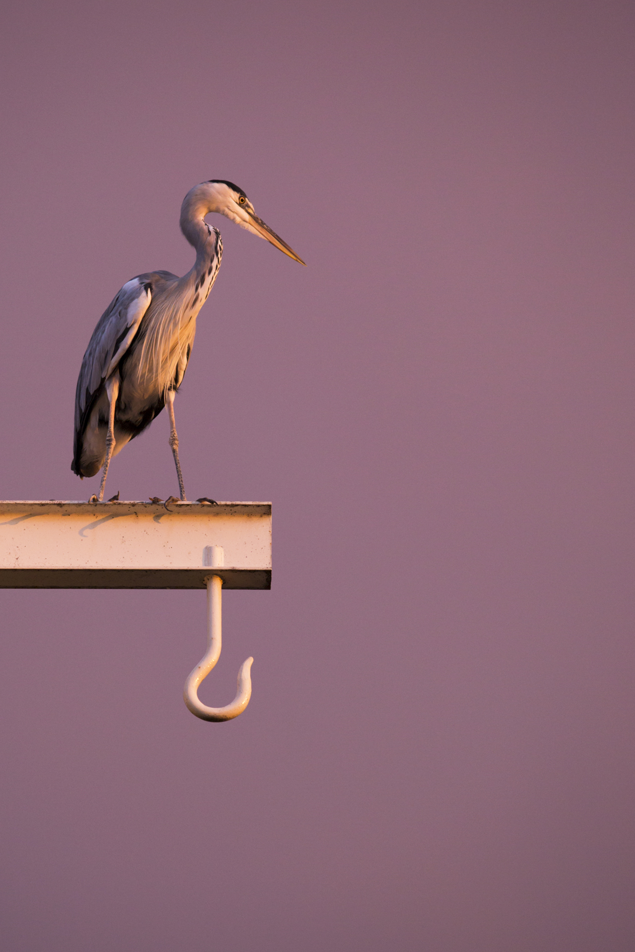 2019_GroeneCamera_Inzending_PF17