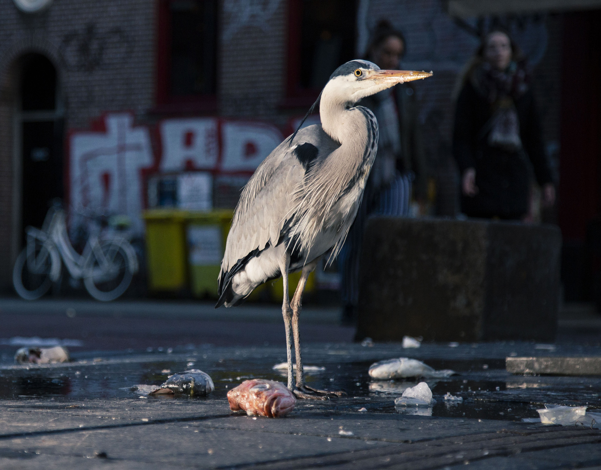 2019_GroeneCamera_Inzending_PF18