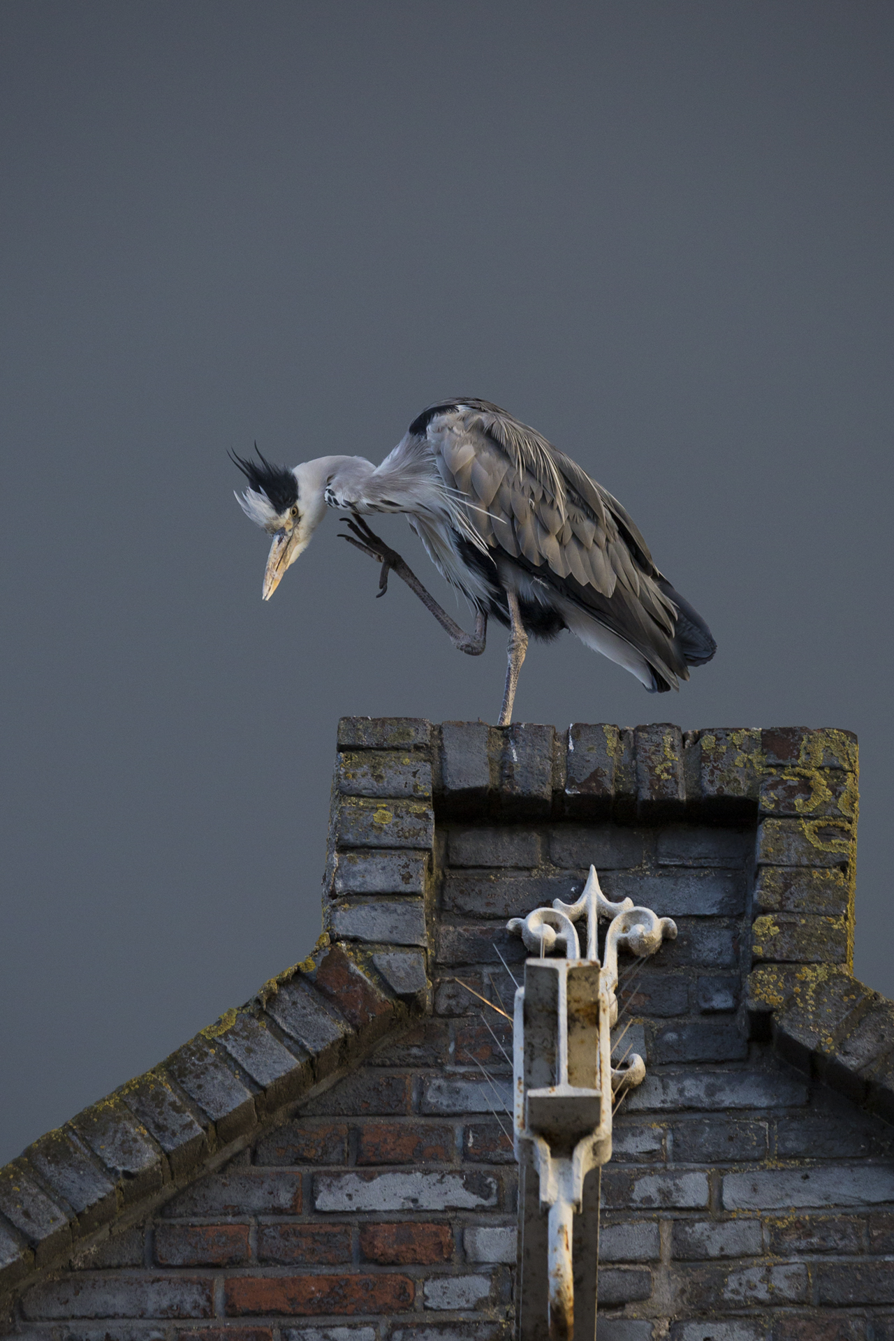 2019_GroeneCamera_Inzending_PF19