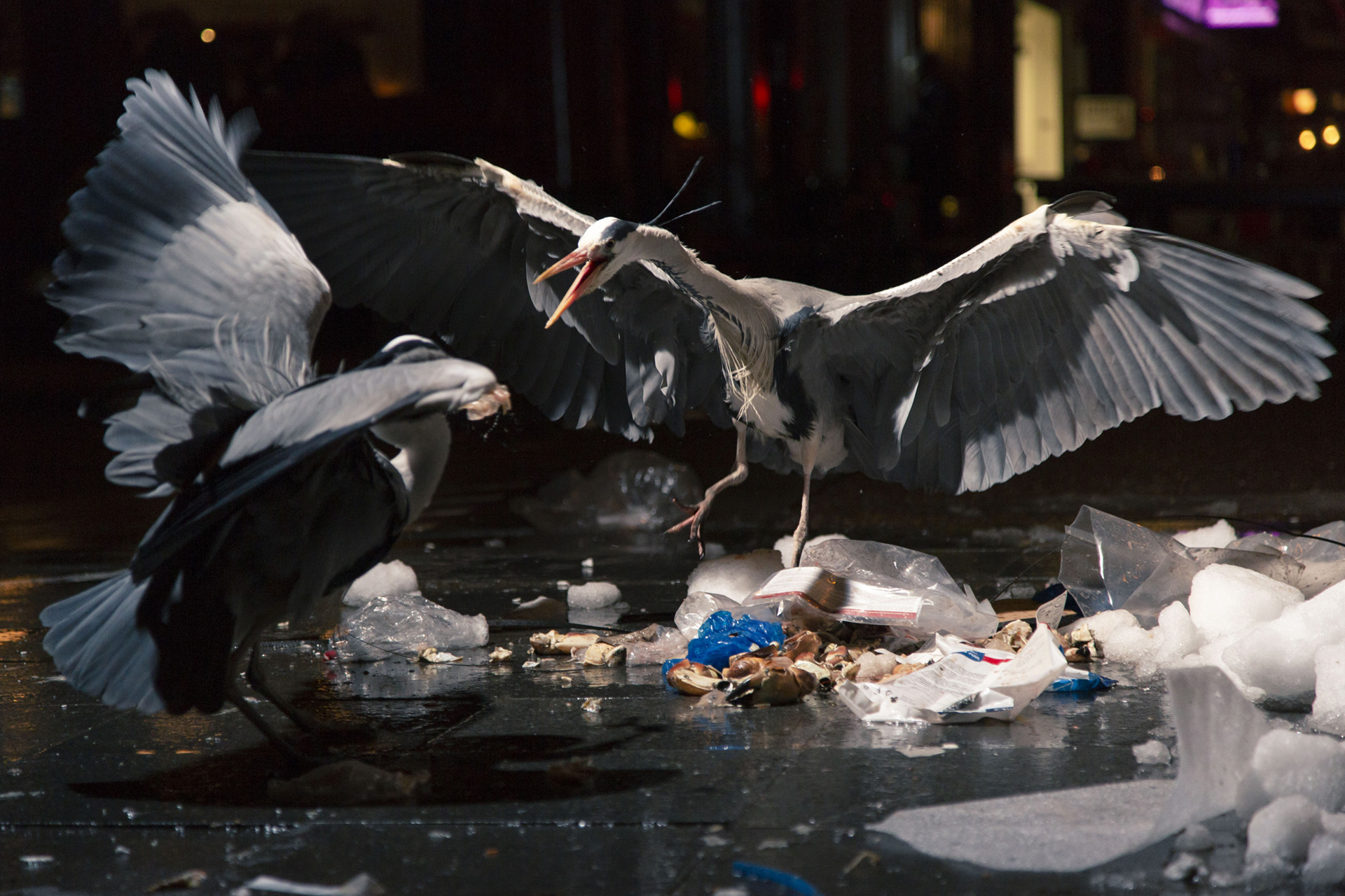 2019_GroeneCamera_Inzending_PF20