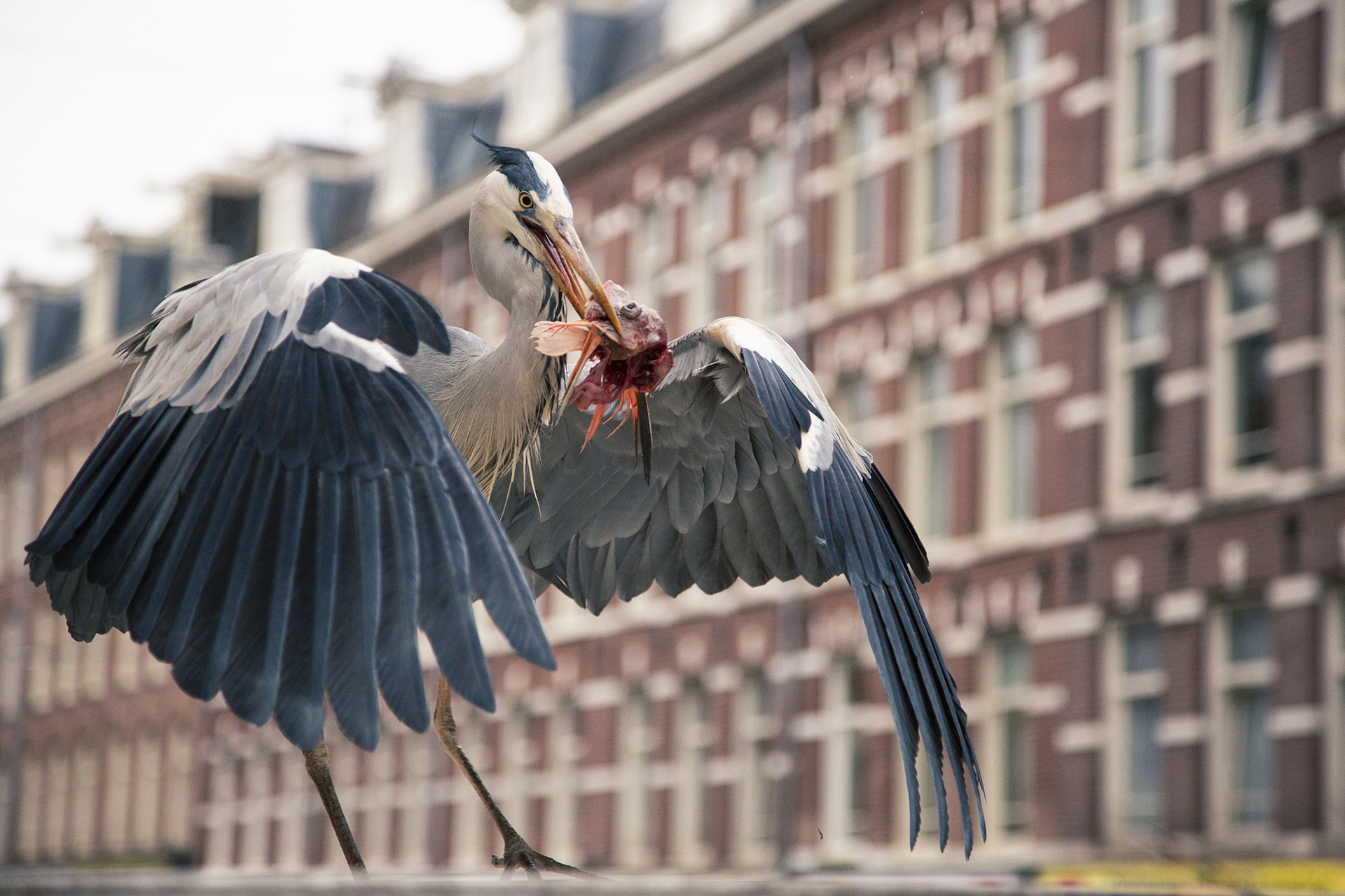 2019_GroeneCamera_Inzending_PF22